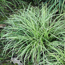 Load image into Gallery viewer, Carex Silver Scepter