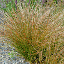 Load image into Gallery viewer, Carex testacea - Orange Sedge