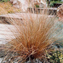 Load image into Gallery viewer, Leather Leaf Sedge Grass