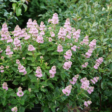Load image into Gallery viewer, Beyond Pink'd® Bluebeard