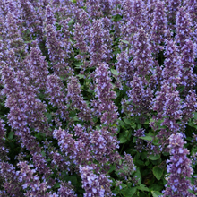 Load image into Gallery viewer, Whispurr™ Blue Catmint