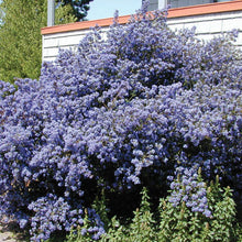 Load image into Gallery viewer, Ceanothus 'Point Reyes'