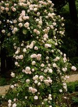 Load image into Gallery viewer, Cecile Brunner Rose