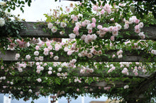 Load image into Gallery viewer, Cecile Brunner Rose