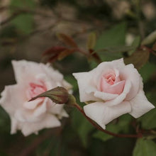 Load image into Gallery viewer, Cecile Brunner Rose