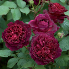 Load image into Gallery viewer, Munstead Wood Rose (Bare Root)