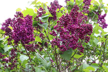 Load image into Gallery viewer, ‘Charles Joly’ Lilac