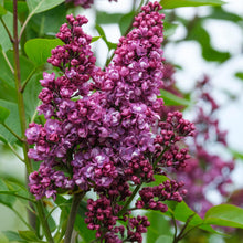 Load image into Gallery viewer, ‘Charles Joly’ Lilac