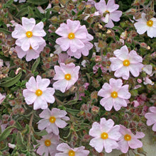 Load image into Gallery viewer, Rock Rose - Cistus 'Skanbergi'