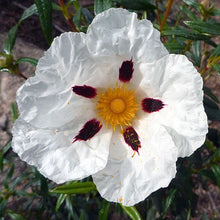 Load image into Gallery viewer, Brown-Eyed Rock Rose
