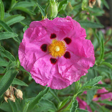 Load image into Gallery viewer, Rock Rose - Cistus purpureus