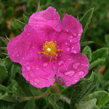Load image into Gallery viewer, Sunset Rock Rose