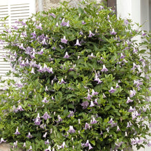 Load image into Gallery viewer, Clematis ‘Betty Corning’