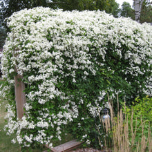 Load image into Gallery viewer, Clematis 'Sweet Autumn'