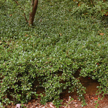 Load image into Gallery viewer, Cotoneasteer Mooncreeper