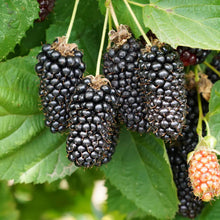 Load image into Gallery viewer, Columbia Giant Blackberry