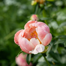 Load image into Gallery viewer, Peony ‘Coral Charm’ (Bare Root)