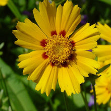 Load image into Gallery viewer, Coreopsis 'Baby Sun'