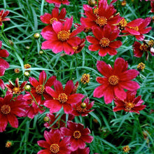 Load image into Gallery viewer, Coreopsis 'Cruizin Main Street'