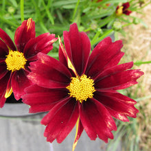 Load image into Gallery viewer, Li'l Bang 'Red Elf' Coreopsis