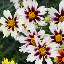 Load image into Gallery viewer, Coreopsis 'Li'l Bang Starlight'