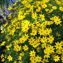 Load image into Gallery viewer, Coreopsis 'Moonbeam'