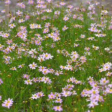 Load image into Gallery viewer, Coreopsis ‘American Dream’