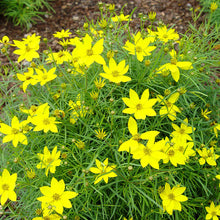 Load image into Gallery viewer, Coreopsis 'Zagreb'