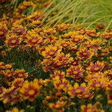 Load image into Gallery viewer, Coreopsis Daybreak
