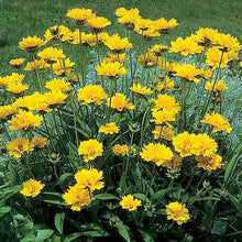 Load image into Gallery viewer, Coreopsis 'Early Sunrise'