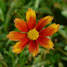 Load image into Gallery viewer, Coreopsis Li'l Bang™ 'Orange Elf'