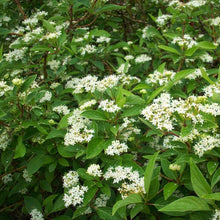 Load image into Gallery viewer, Isanti Red Twig Dogwood