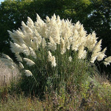 Load image into Gallery viewer, Pampas Grass