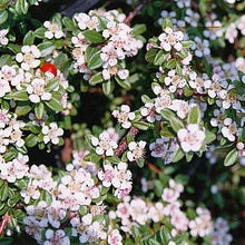 Load image into Gallery viewer, Cotoneaster 'Coral Beauty'