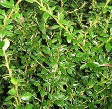 Load image into Gallery viewer, Cotoneaster Low-Fast