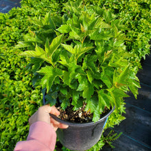 Load image into Gallery viewer, Dwarf European Cranberry Bush