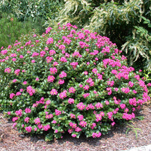 Load image into Gallery viewer, Crape Myrtle 'Pocomoke'