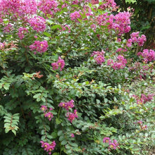 Load image into Gallery viewer, Crape Myrtle 'Velma's Royal Delight'