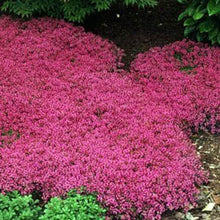 Load image into Gallery viewer, Creeping Thyme