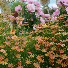 Load image into Gallery viewer, Crème Caramel™ Coreopsis