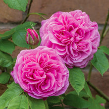 Load image into Gallery viewer, Gertrude Jekyll Rose (Bare Root)