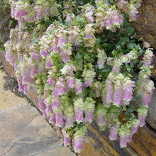 Load image into Gallery viewer, Ornamental Oregano Kent Beauty