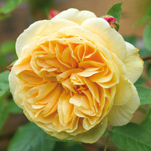 Load image into Gallery viewer, Teasing Georgia® Rose