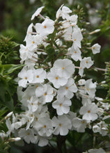 Load image into Gallery viewer, David Garden Phlox