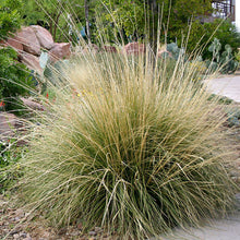 Load image into Gallery viewer, Deer Grass