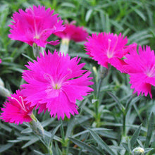 Load image into Gallery viewer, Dianthus 'Neon Star'