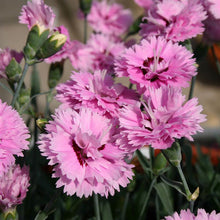 Load image into Gallery viewer, Dianthus Pop Star
