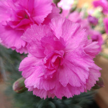 Load image into Gallery viewer, Dianthus Scent First® Tickled Pink