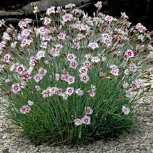 Load image into Gallery viewer, Dianthus 'Arctic Fire'