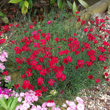 Load image into Gallery viewer, Dianthus 'Flashing Lights'